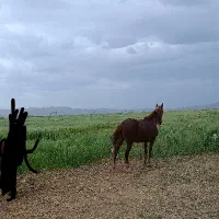 اسب