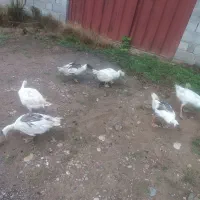 فروش شش عدد غاز