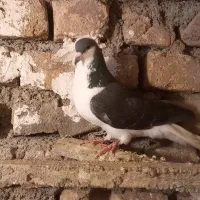 حواله دنا