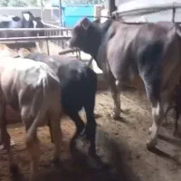 گوساله