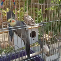 فروش چهار عدد عروس هلندی