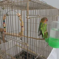 جفت کوتوله جوان