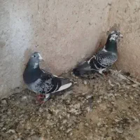 کبوتر مسافتی