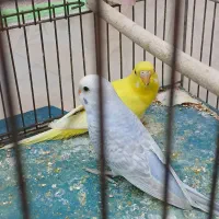 مرغ عشق