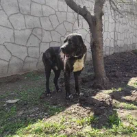 سگ گله افغان