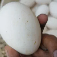 تخم غاز