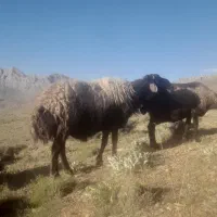 قوچ|حیوانات مزرعه|موگوئی, |دیوار