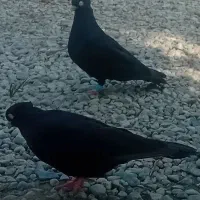 جفت زاغ ابادانی