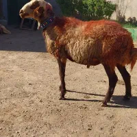 قوچ همو دوساله با فنوتیپ ورنگ عالی