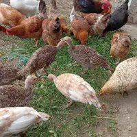 مرغ طبیعی تخم گذار