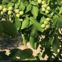 فروش وخرید انواع گردو