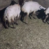 گوسفند قربانی