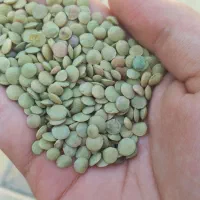 عدس مغان درجه یک
