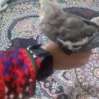 عروس هلندی
