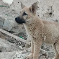 توله مالینویز
