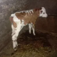 گاو هلشتاین