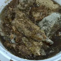 عسل مش کوره  کوهی درجه یک
