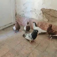 کفتر بمب