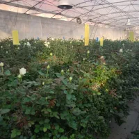 کارگر برای کار در گلخانه گل رز