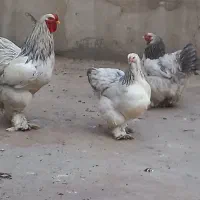تخم مرغ برهما