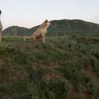سگ گله ای