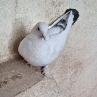 کبوتر ماده