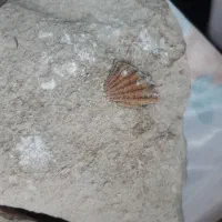 فسیل صدف و رد پا