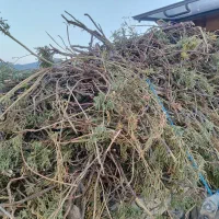 ریشه شیرین بیان تازه