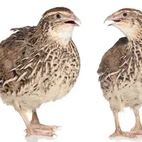 بلدرچین تخمگذار