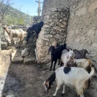 ۰۰۰|حیوانات مزرعه|یاسوج, |دیوار