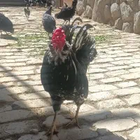 تخم نطفه دار گلین
