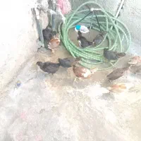 جوجه گلین