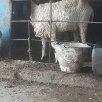 مری پس