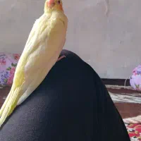 دو عدد عروس هلندی