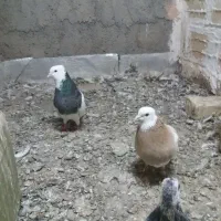 جفت طوقی معاوضه با ماده