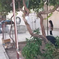 خونه-ویلایی