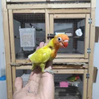 سه عدد کوتوله طوطی برزیلی فول دستی رام رام