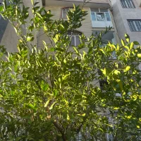 ۴۵ متر فوری اجاره