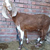 بز وکره
