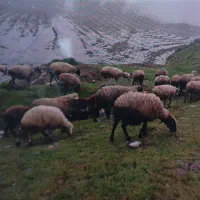 گوسفنده گم شده