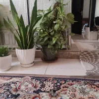 گل وگلدان / چمدان /فرش / گل