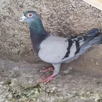 کفتر یا کبوتر پلاکی نر