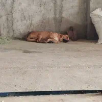 سگ ژرمن اصل نژادخالص