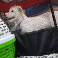 سک شیتزو رنگ سفید برفی 3ماهه