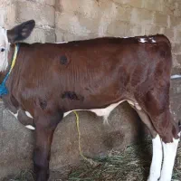 گاو سیمنتال جوان با گوساله سیمنتال اصل