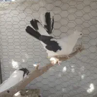 کبوتر دم‌ چتری ماده