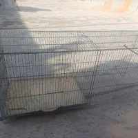قفس جفتی و ۴۲