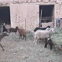 ۲۱راس میش ۱۳راس بره