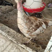 فروش جوجه بوقلمون ۴ ماهه
