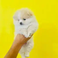توله پامرانین جیبی Pomeranian پامرانین مینیاتوری